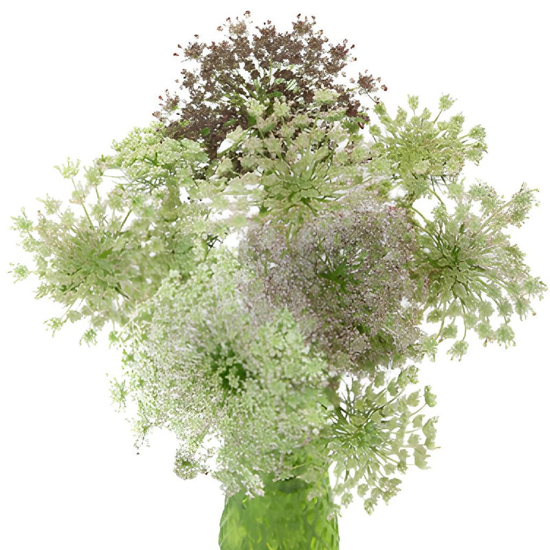 Neapolitan Lace Fall Wholesale Flowers