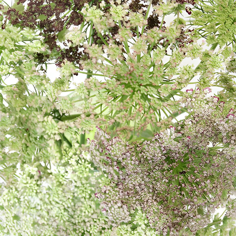 Neapolitan Lace Fall Wholesale Flowers