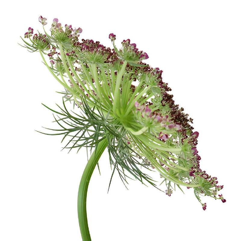 Neapolitan Lace Fall Wholesale Flowers