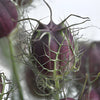 Nigella Pods