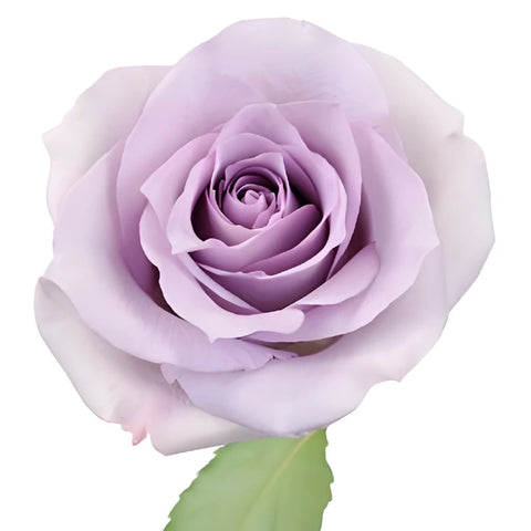 Lavender Ocean Sweetheart Roses