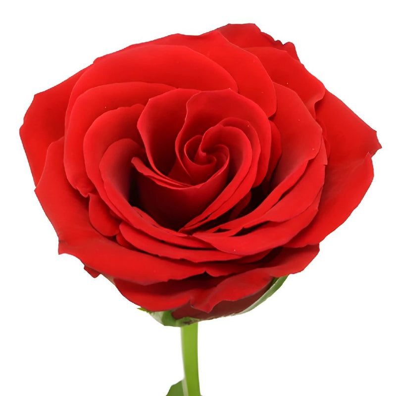 Plush Red Sweetheart Roses