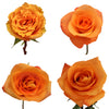 Orange Roses