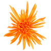 Orange Crush Airbrushed Spider Mum
