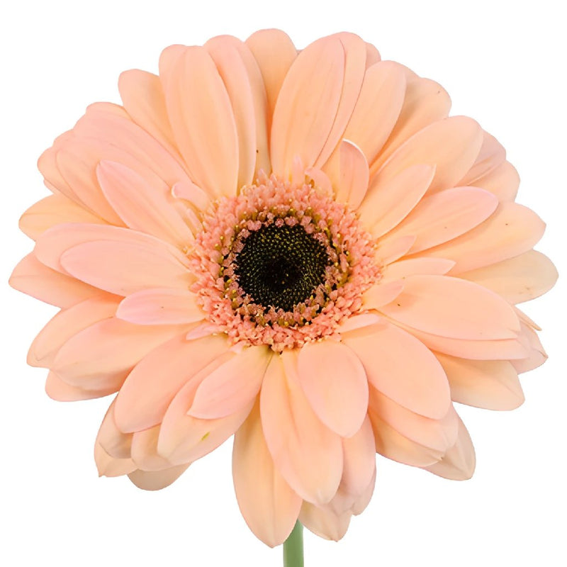 Peach Gerbera Daisy