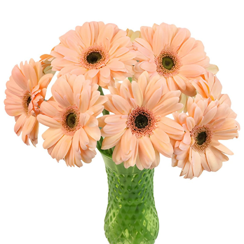 Peach Gerbera Daisy