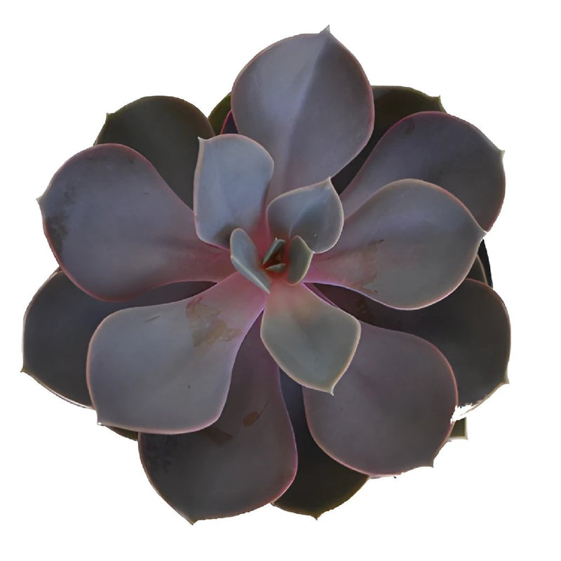 Pretty Succulent Flower