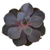 Pretty Succulent Flower