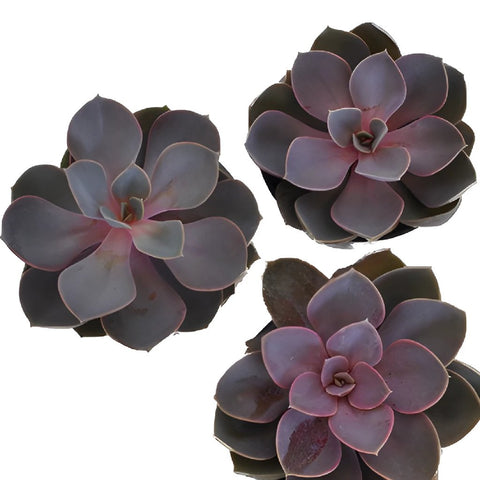 Pretty Succulent Flower