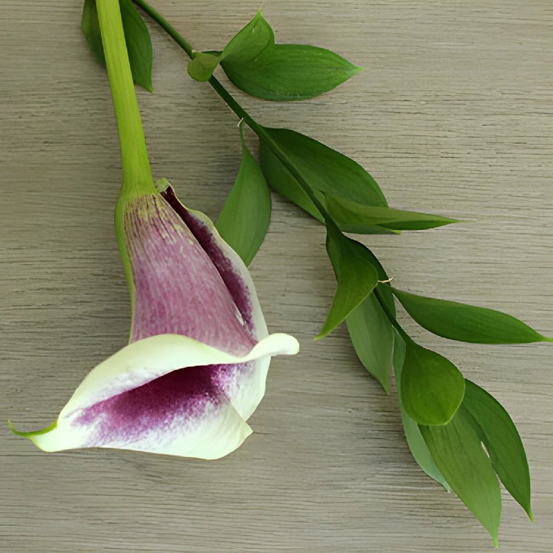Picasso Mini Callas Centerpieces