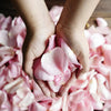 Light Pink Rose Petals
