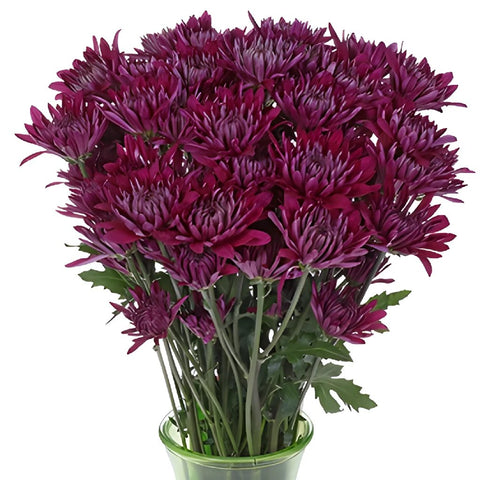 Purpleberry Dahlia Style Cushion Flower