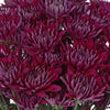 Purpleberry Dahlia Style Cushion Flower