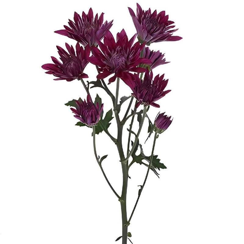 Purpleberry Dahlia Style Cushion Flower