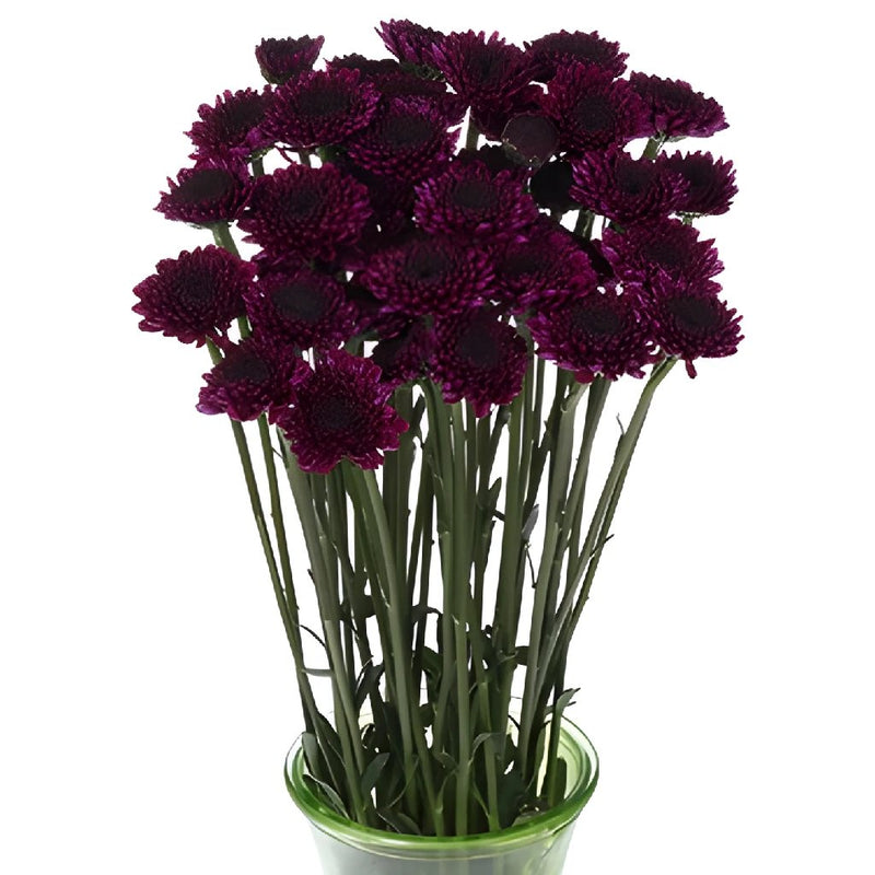 Burgundy Purple Micro Pom Cushion Flower