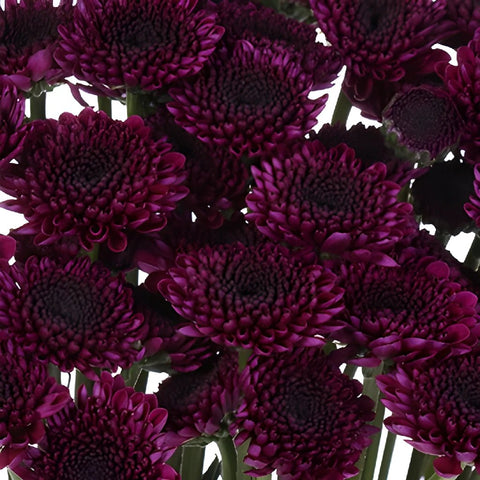 Burgundy Purple Micro Pom Cushion Flower