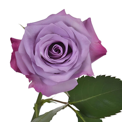Purple Haze Lavender Rose