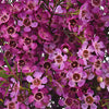 Purple Wax Flower December to May Delivery