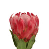 Queen Protea Flower