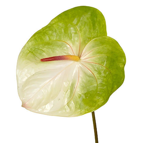 Anthurium Lime Burst Obake Flower