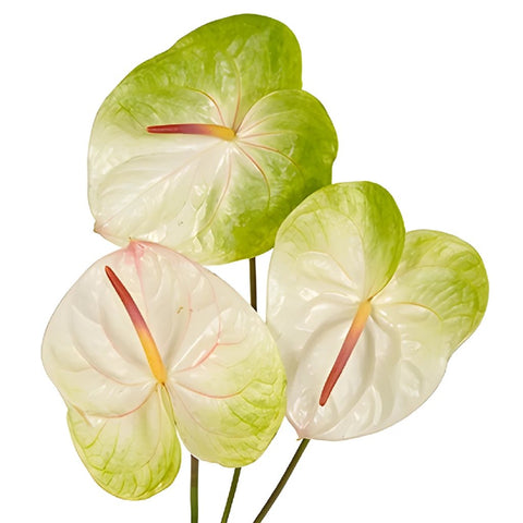 Anthurium Lime Burst Obake Flower