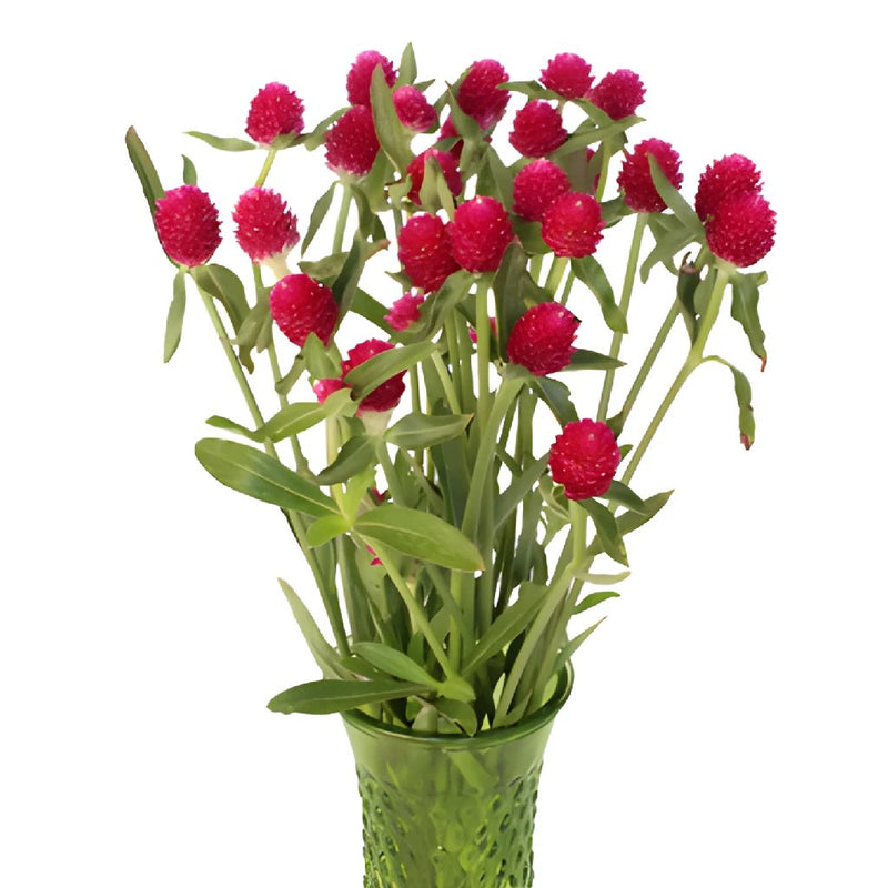Raspberry Quartz Globosa Gomphrena Flower
