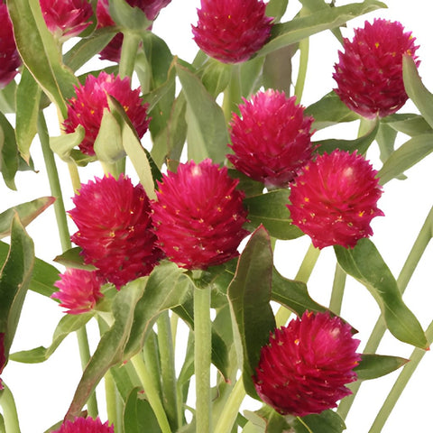 Raspberry Quartz Globosa Gomphrena Flower