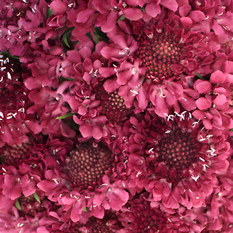 Rosy Cheeks Scabiosa Flower
