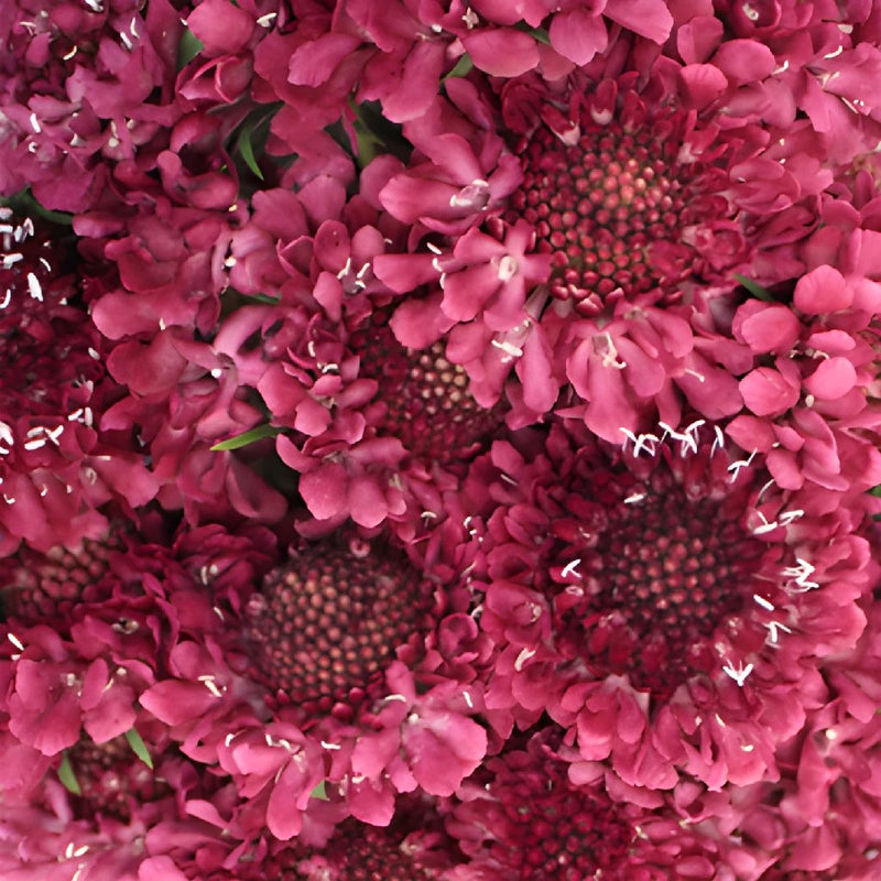Rosy Cheeks Scabiosa Flower