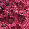 Rosy Cheeks Scabiosa Flower