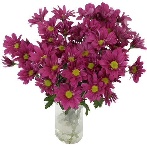 Purpleberry Daisy Flower