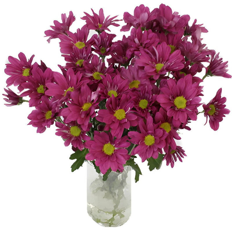 Purpleberry Daisy Flower