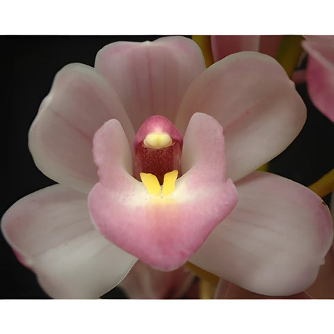 Mini Cymbidium Orchids Lovely