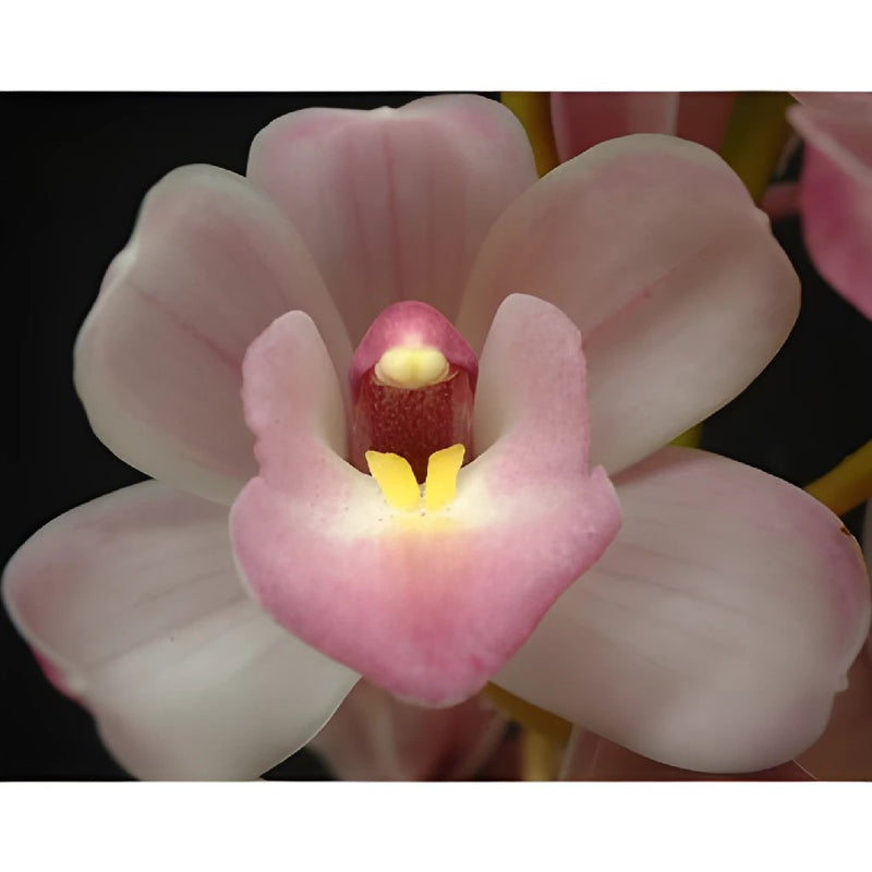 Mini Cymbidium Orchids Lovely