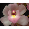 Mini Cymbidium Orchids Lovely
