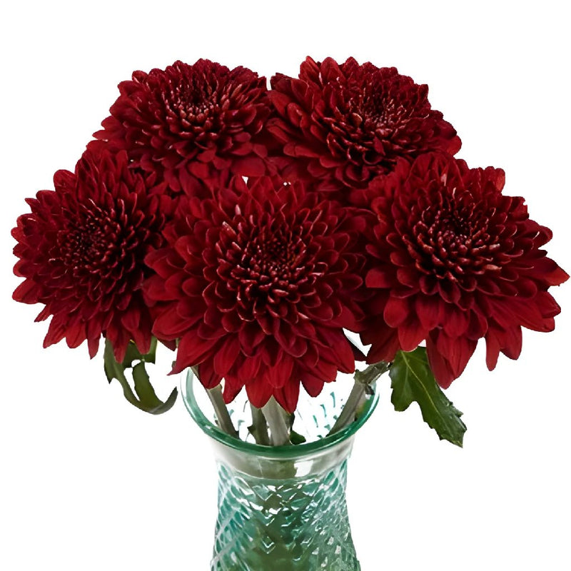 Bolero Red Cremon Flower