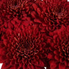 Bolero Red Cremon Flower