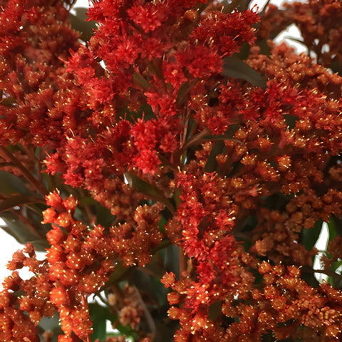Enhanced Red Estelle Filler Flower