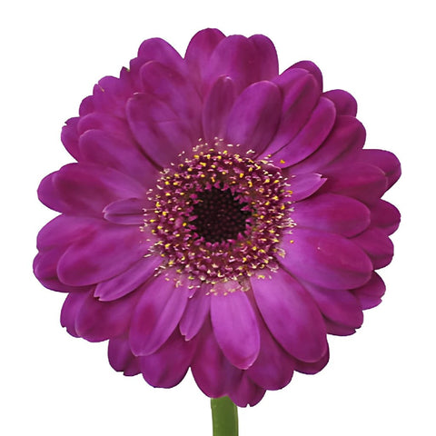 Purple Paradise Mini Gerbera Daisies