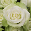 High and Peace Pale Green Rose