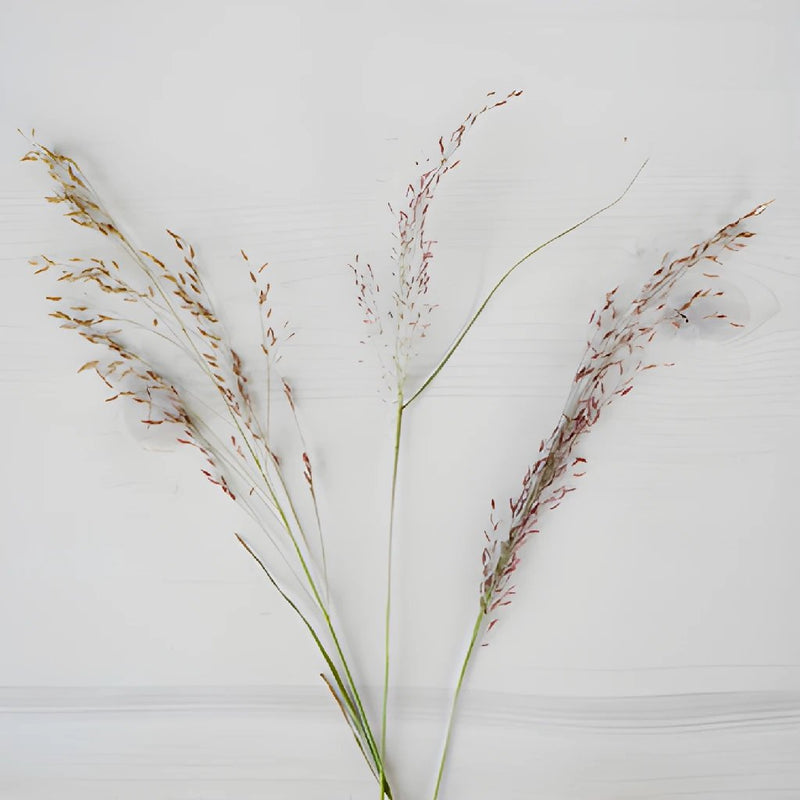 Ruby Silk Love Grass