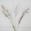 Ruby Silk Love Grass