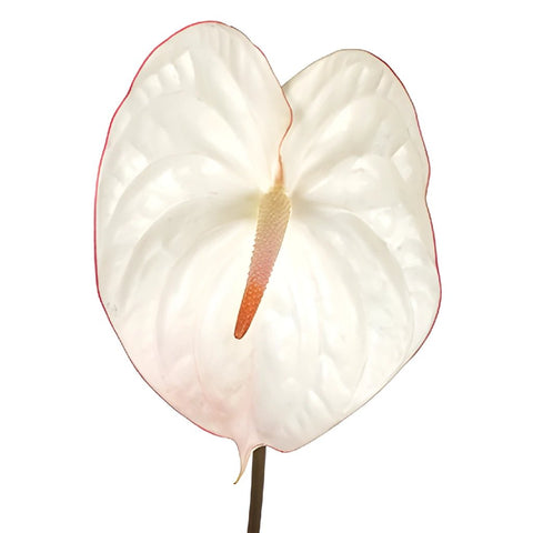 Anthurium Fair Maiden Tropical Flower