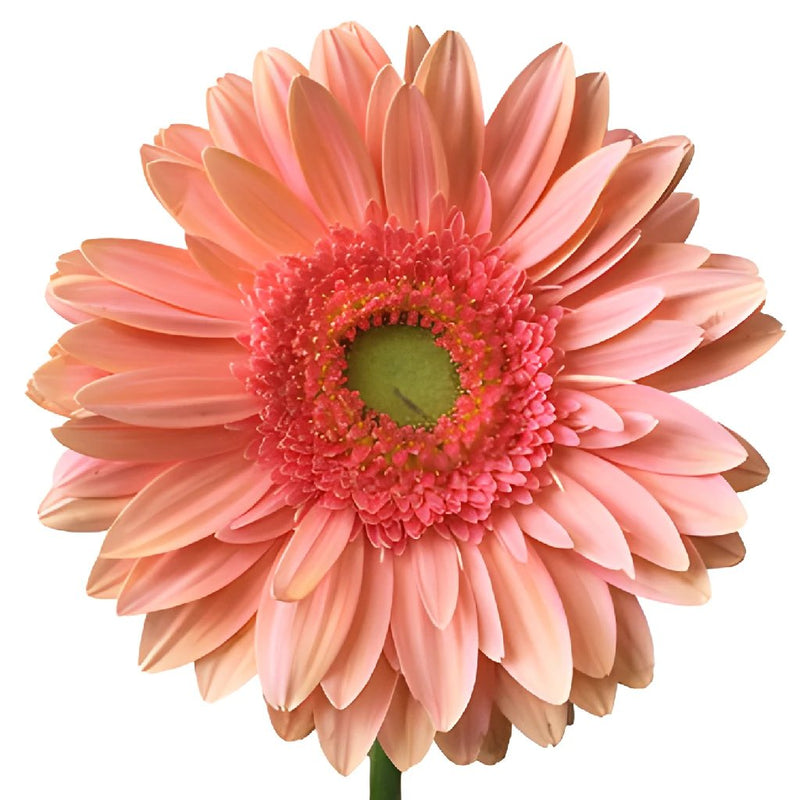 Salmon Essence Gerbera Daisy Flower