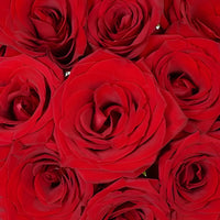 Love Song Red Rose