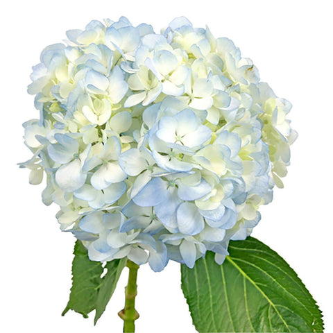 Hydrangea Bicolor Ivory with Hint of Blue Flower Stem View