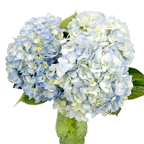 Bicolor Ivory with Hint of Blue Hydrangea Wholesale Flower In a vase