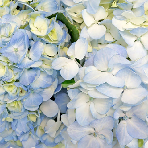 Hydrangea Bicolor Ivory with Hint of Blue Flower Up Close