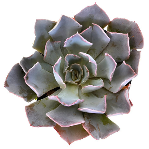 Succulent Cut Flower