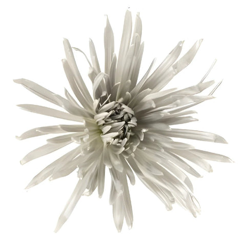Silver Snowflake Airbrushed Spider Mum